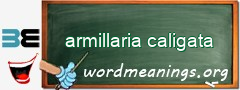 WordMeaning blackboard for armillaria caligata
